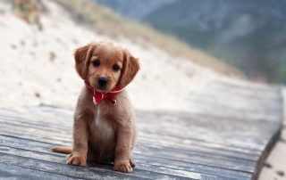 puppy pet care at Birchwood Vets