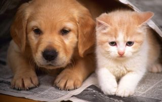 Dog and Cat care at Birchwood Vets